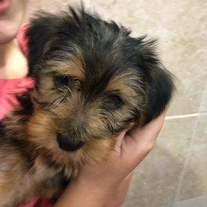 Meet your Posher, Janet